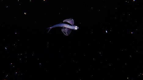 a larval tripodfish (bathypterois sp.) filmed at night during a blackwater dive, it's slowly swimming to the right. it's fin patterns mimics a jellyfish