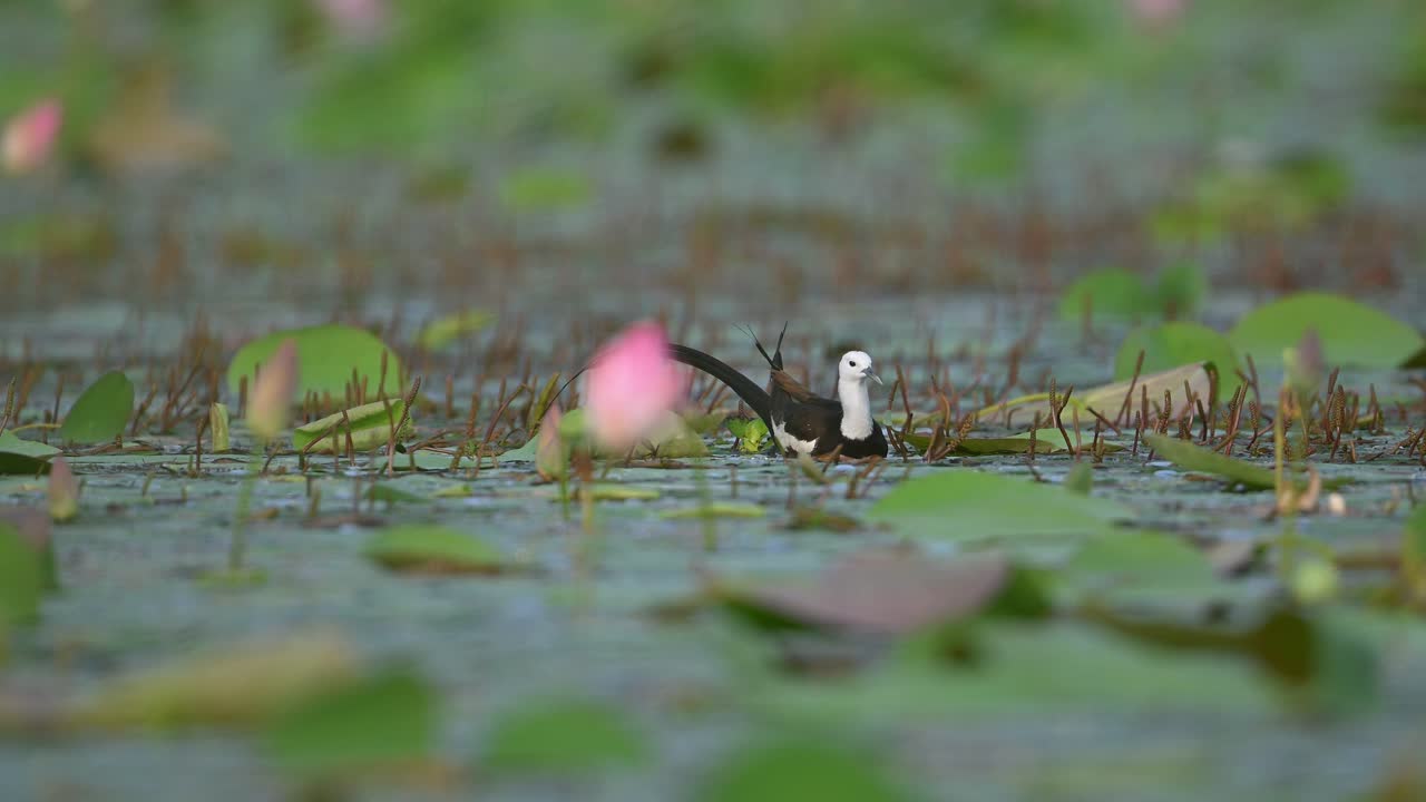 Pheasant-Tailed Jacana  Water Bird In Wetland