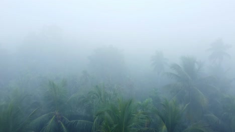 En-Invierno-El-Bosque-Está-Envuelto-En-Niebla