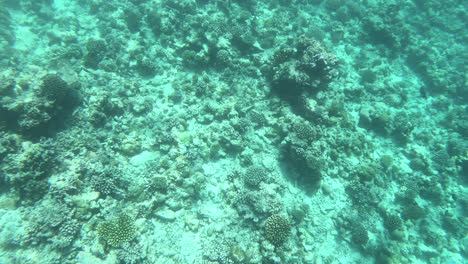 snorkeling-in-ocean-sea-at-Maldives