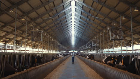 Farm-worker-walking-cowshed-alone.-Livestock-supervisor-inspect-dairy-facility.