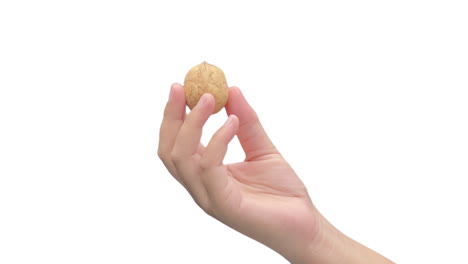 close up shot of female hand spinning a walnut on clean white background