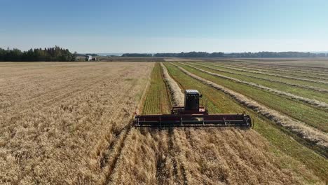 Flying-towards-a-swather-as-it-cuts-a-swath-of-wheat