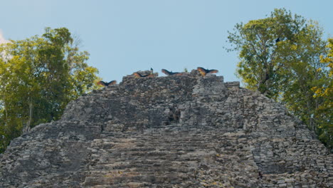 vultures on mayan ruins in mexico
