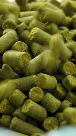 close-up of hops