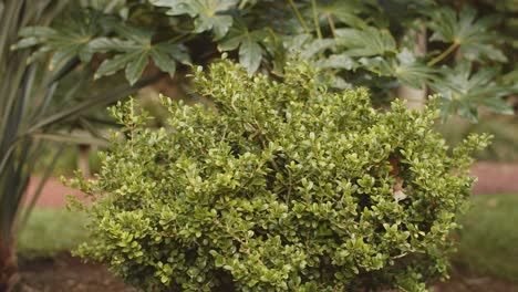 Planta-Rodeada-De-Naturaleza-Y-Otras-Plantas