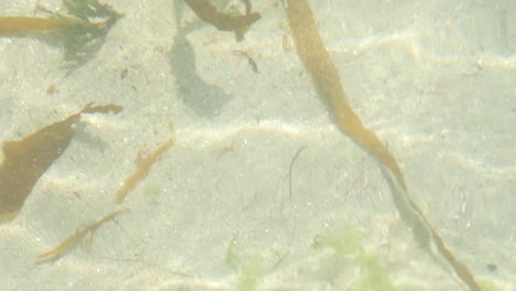 Detail-Des-Transparenten-Meerwassers-Von-Oben-Mit-Einigen-Zufälligen-Algen-Und-Weißem-Sand-Im-Hintergrund