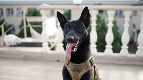 cute black service dog german shepherd in service collar