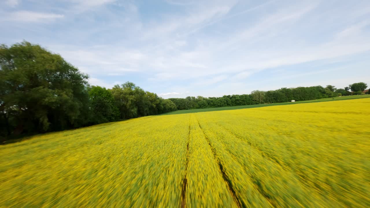 Panoramic sideways aerial movement along the yellow rapeseed main field towards to the green field, Poland