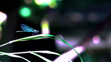 close up of a blue dragonfly landingon reed, ebony jewelwing flying away in slowmotion