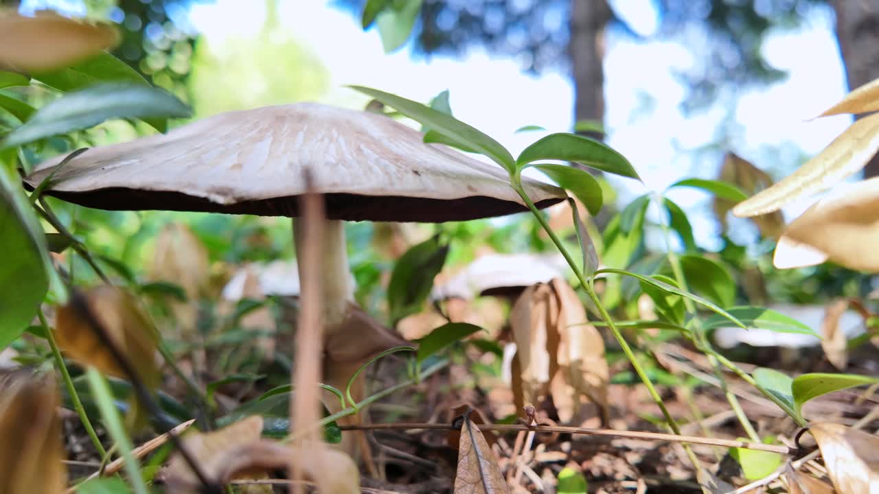 Mushroom growing on the forest floor