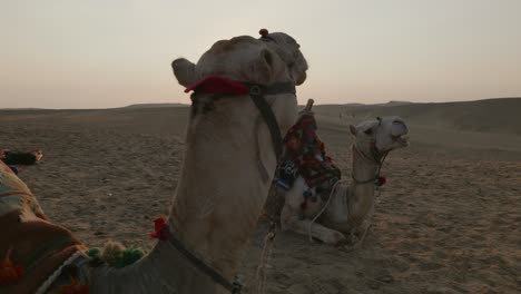 sunset in the desert, camels lying in the sand. egypt