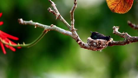 Una-Madre-Colibrí-Con-Plumaje-Verde-Oscuro-En-Su-Nido