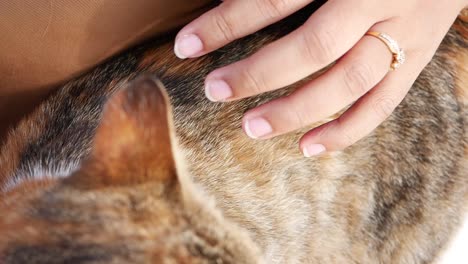 close up of a hand petting a calico cat