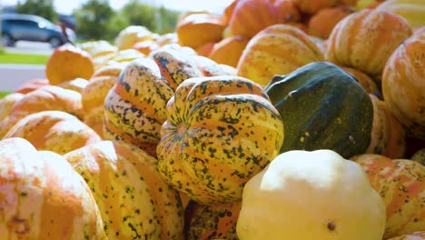 close-up-view-of-a-pumpkin-patch-in-late-autumn-during-a-sunny-day-in-the-city