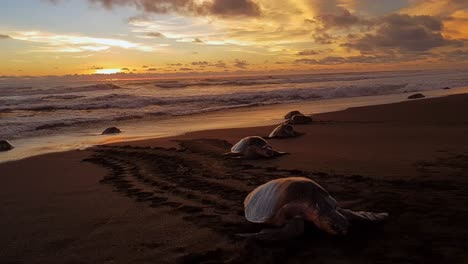 tortugas marinas que llegan a la orilla arenosa de la playa de ostional para desovar al atardecer en costa rica