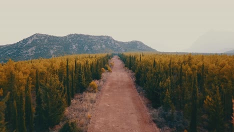 bosque camino otoño invierno carretera montaña
