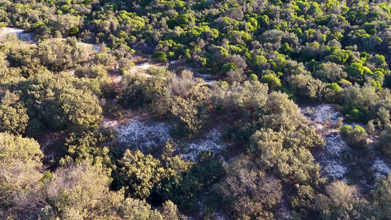 Riprese con drone che mostrano una panoramica della fitta vegetazione costiera verde e delle dune sabbiose sull'isola di South Stradbroke.