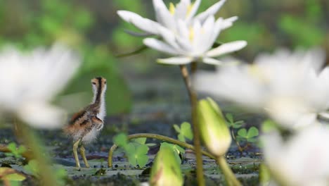 Chick-of-Jacana-Closeup-with-water-lily-flowers
