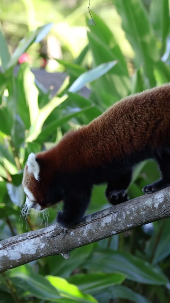 Un panda rosso naviga con attenzione su un ramo d'albero diagonale contro uno sfondo di lussureggiante fogliame verde