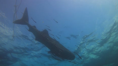 whale shark underwater