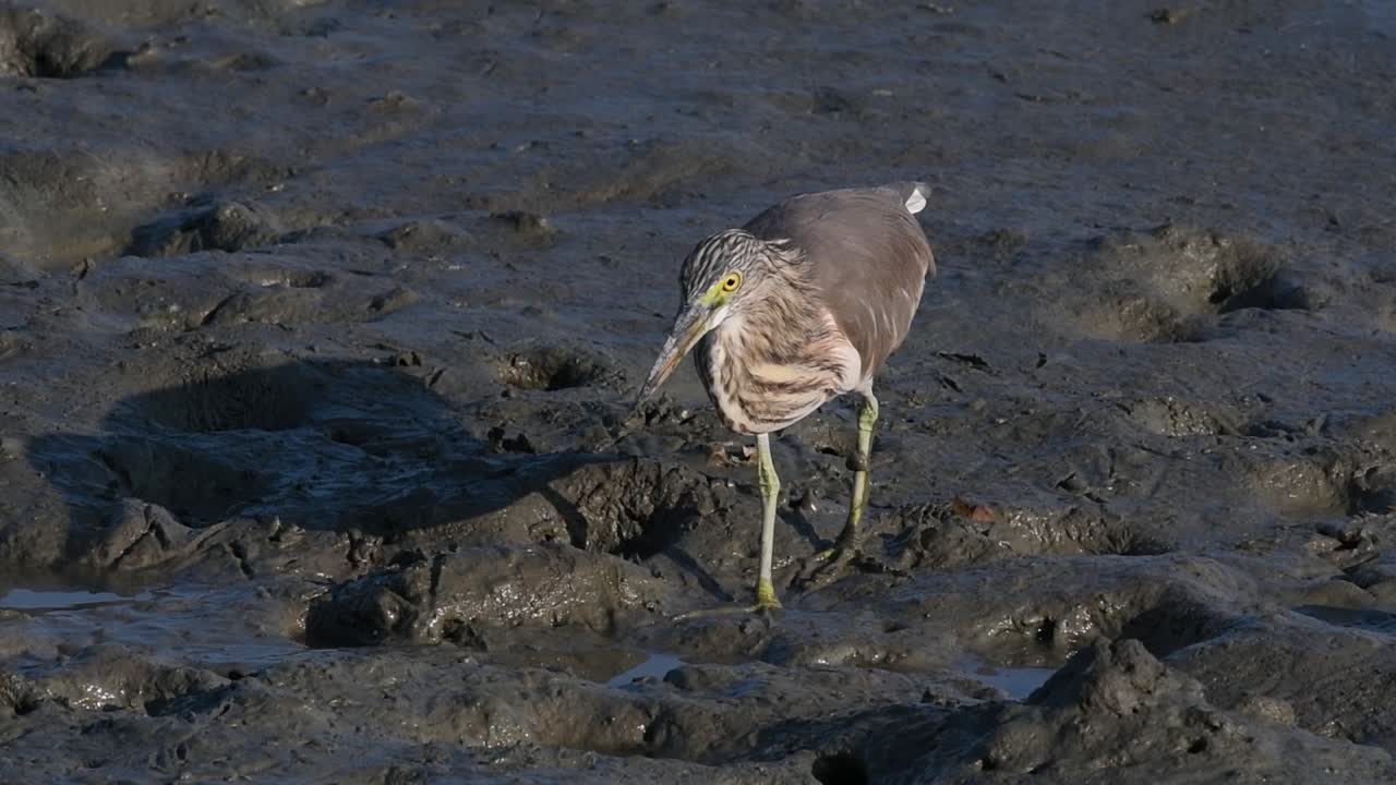 una de las garzas de estanque encontradas en tailandia que muestran diferentes plumajes según la temporada