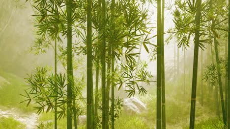 tranquil bamboo forest