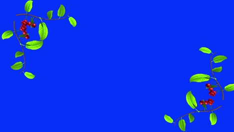 branches with leaves and cherries