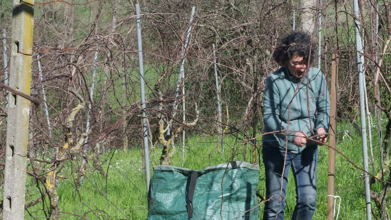 Woman pruning grapevines uphill in sunny late winter vineyard with tangled dry branches, slow motion static frame, italian valleys