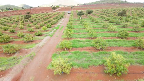 smart agriculture technology- aerial drone view of avocado farm in kenya