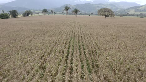 Corn-planting-in-field-of-Venezuela