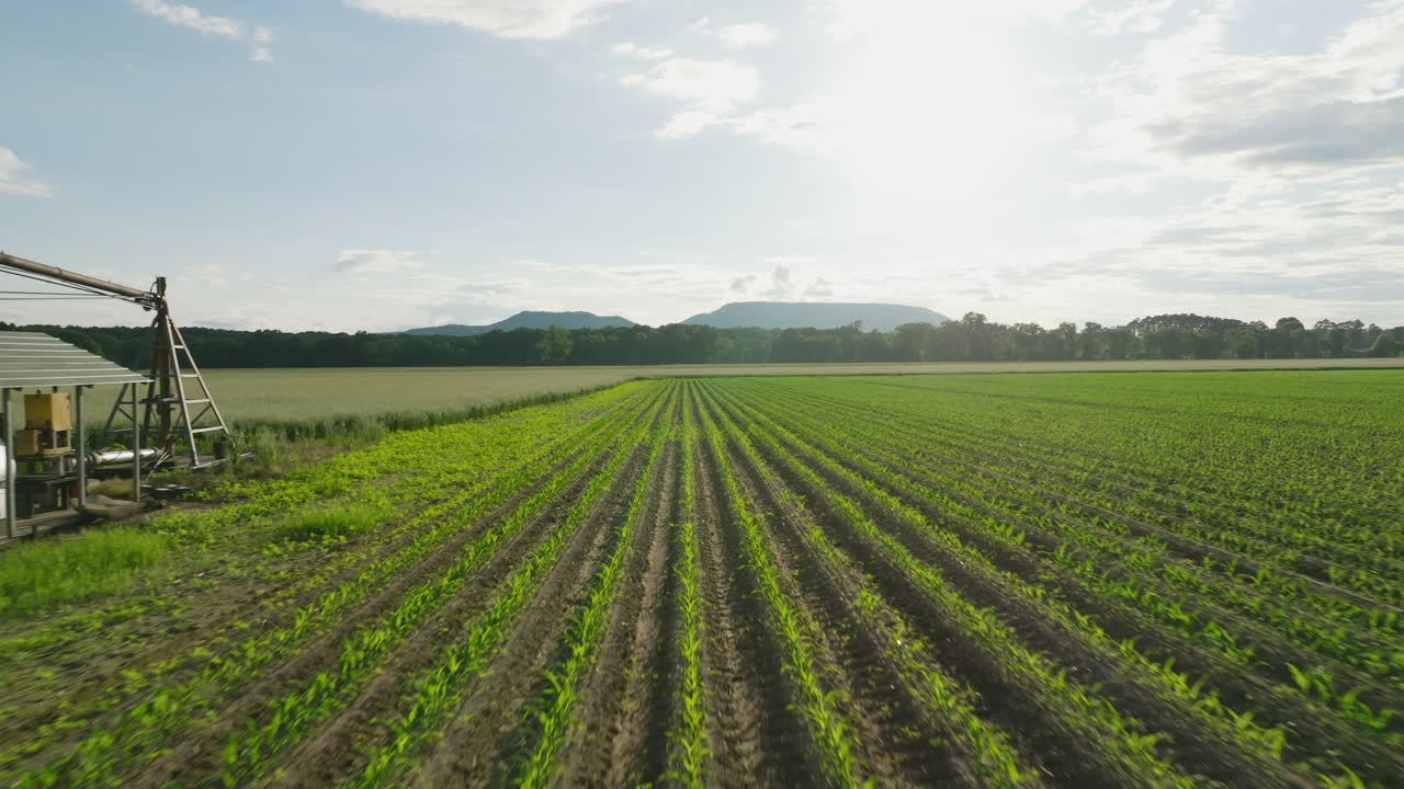 las filas de tierras de cultivo iluminadas por el sol en dardanelles, arkansas, con cielos despejados al amanecer