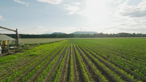 des rangées de terres agricoles éclairées par le soleil à dardanelle, en arkansas, avec un ciel dégagé au lever du soleil.