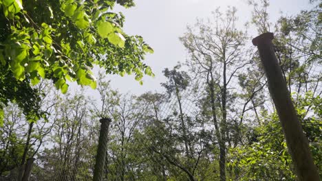 Waldbäume-Sonnenlicht-Durch-Sonnenstrahlen-Warmer-Sommertag-Im-Grünen-Wald