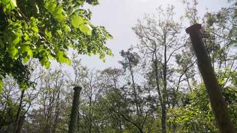 árboles-Del-Bosque-Luz-Del-Sol-Por-Los-Rayos-Del-Sol-Cálido-Día-De-Verano-En-El-Bosque-Verde