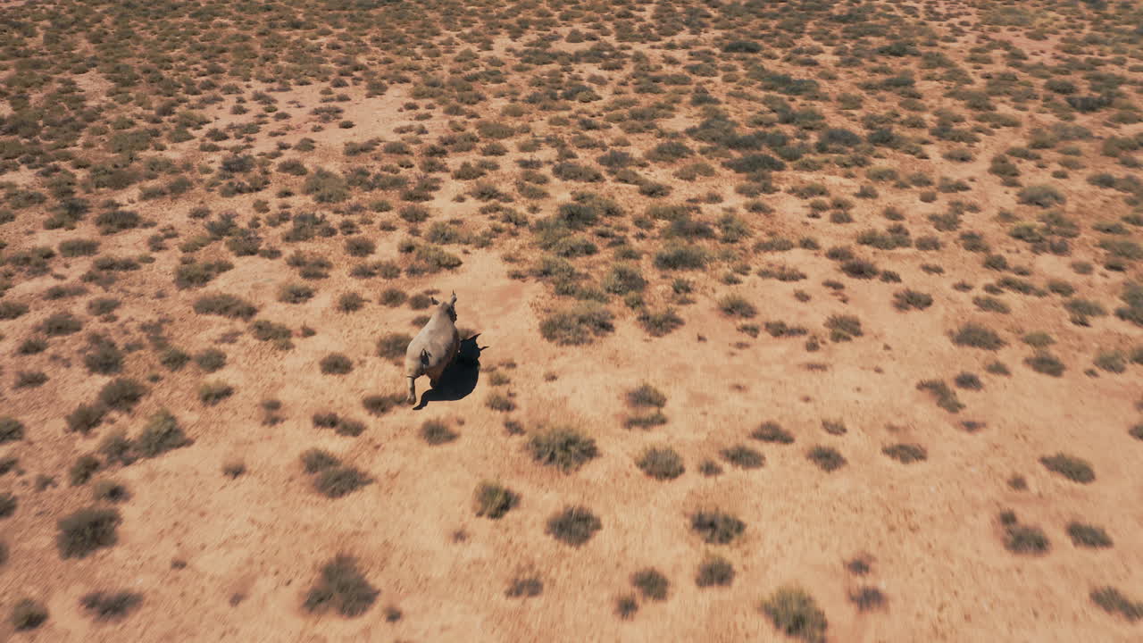 Drone video follows a lone rhino as it runs through the arid Namibian terrain