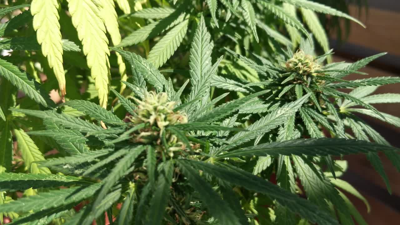 las hojas de marihuana se mueven suavemente en el viento ligero