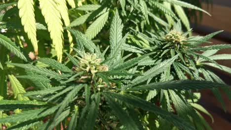 marijuana leaves moves softly in light wind