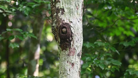 Mochuelo-De-Collar,-Taenioptynx-Brodiei,-Parque-Nacional-Kaeng-Krachan,-Tailandia