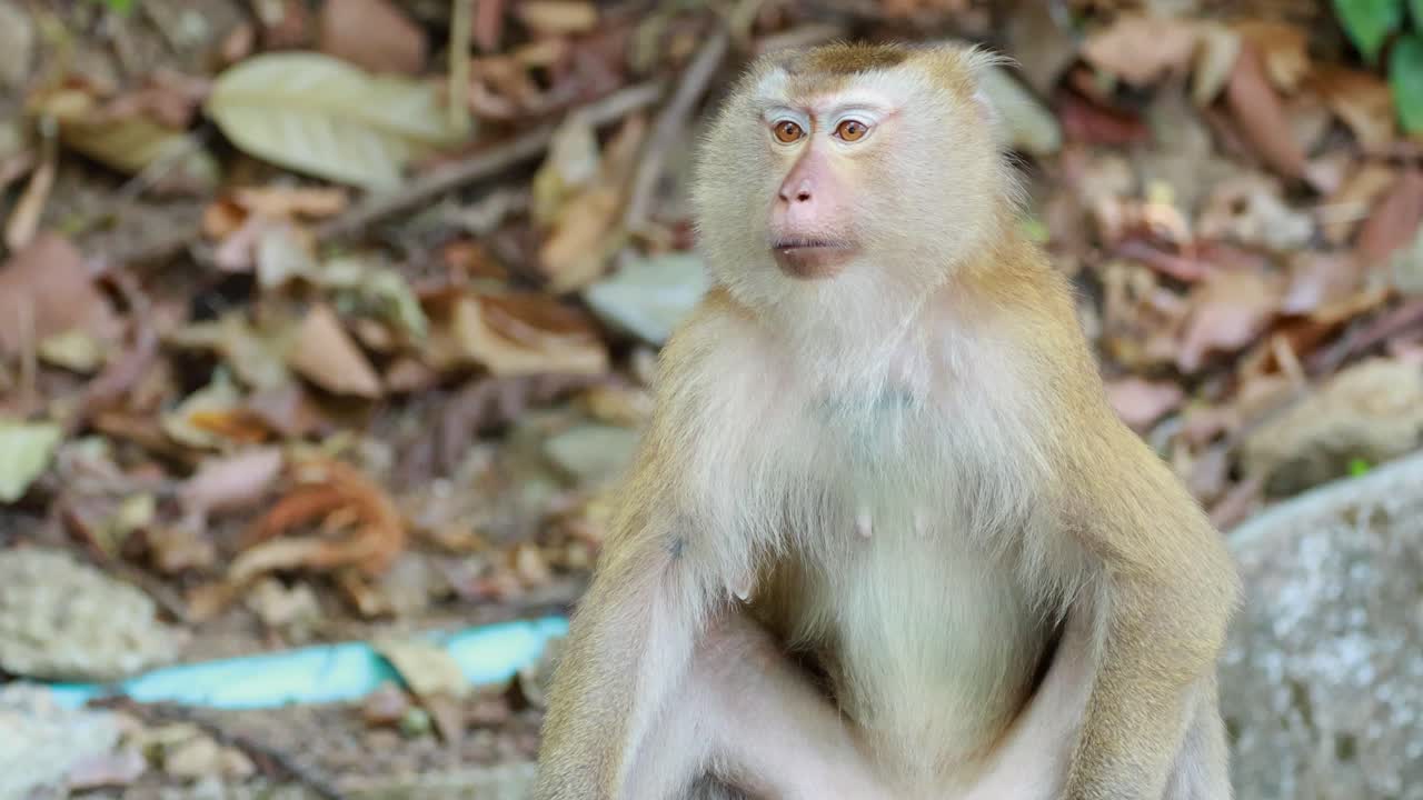 A southern pig-tailed macaque sits calmly in a forest setting in Phuket, Thailand, displaying various expressions