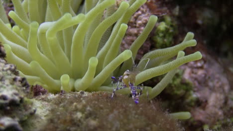 an arrow crab dances on a caribbean reef