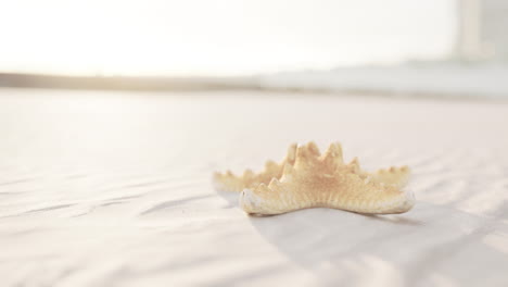 starfish on the beach at sunset