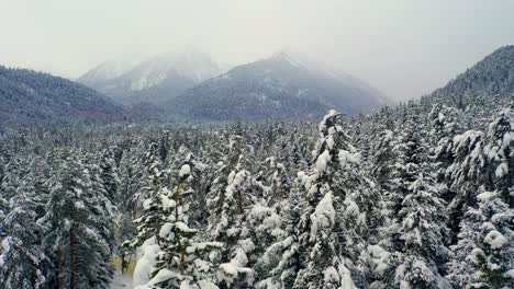 Schöner-Schneeszenenwald-Im-Winter.-Überfliegen-Von-Schneebedeckten-Kiefern.