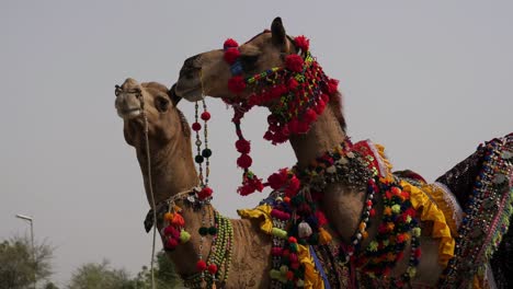 Camellos-Vestidos-Decorativos-En-La-Feria-De-Pakistán