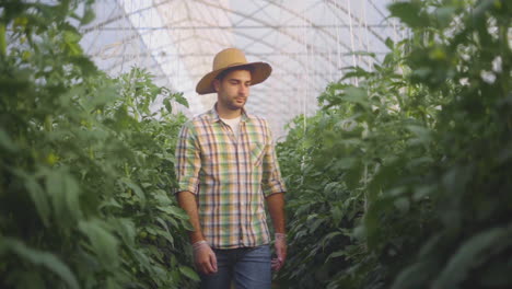 farmer inspecting tomato plants in a greenhouse