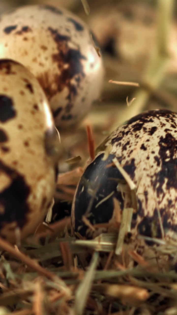 Close-up of Speckled Quail Eggs in a Hay Nest with Straw Falling