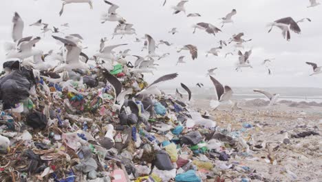 Pájaros-Volando-Sobre-Basura-Amontonada-En-Un-Vertedero-Lleno-De-Basura