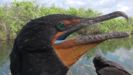 un primerísimo plano de una cabeza de cormorán