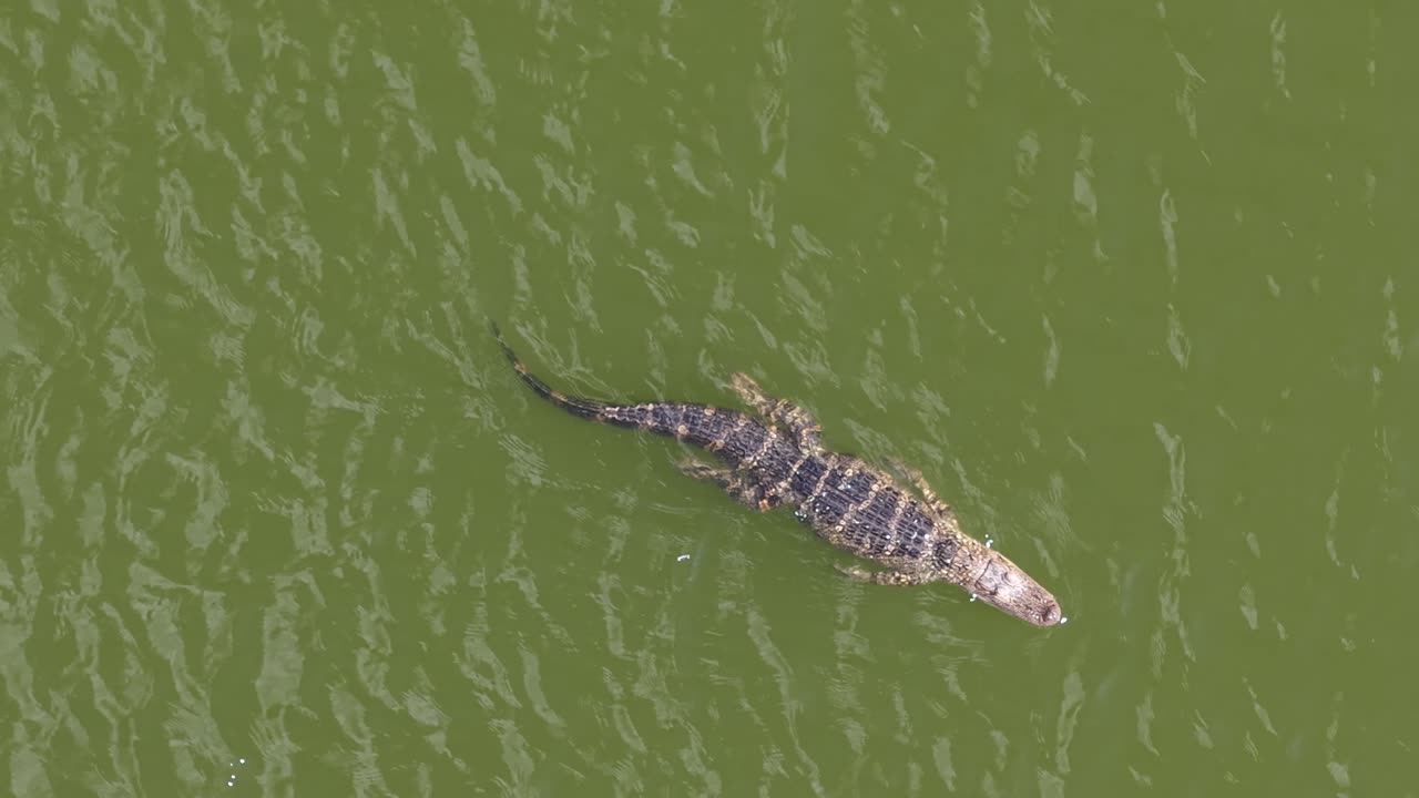 Aerial birds eye view of an alligator swimming along in The Villages, FL