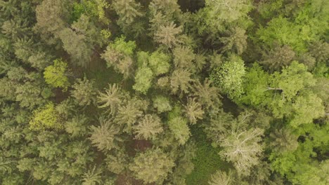 top view at slow moving treetops straight from above - filmed in 4k by a drone